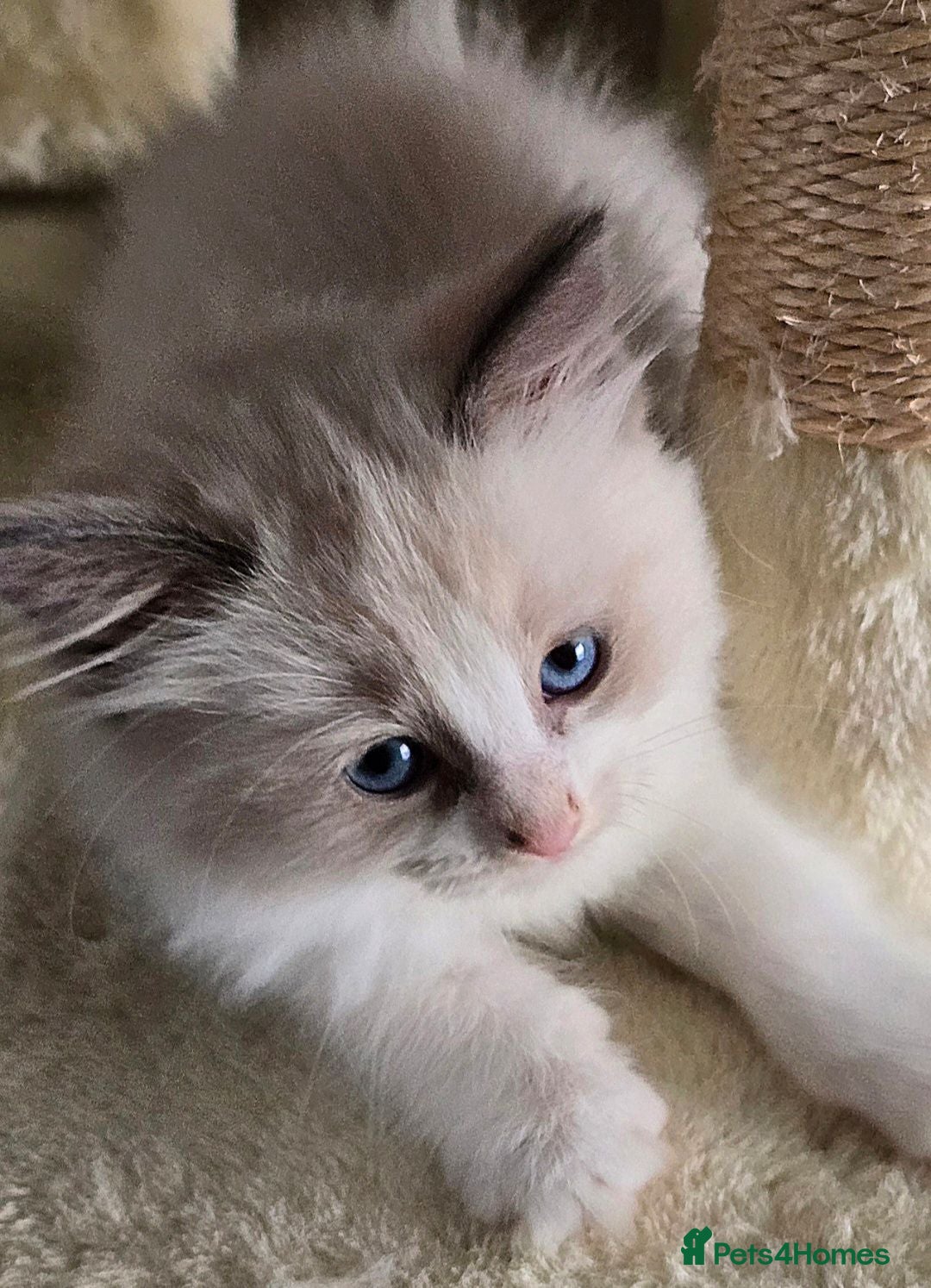 Ragdoll cats Stunning Ragdoll Girl – Ready to Join Your Family - Advert 3