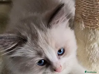 Ragdoll cats Stunning Ragdoll Girl – Ready to Join Your Family - Advert 3