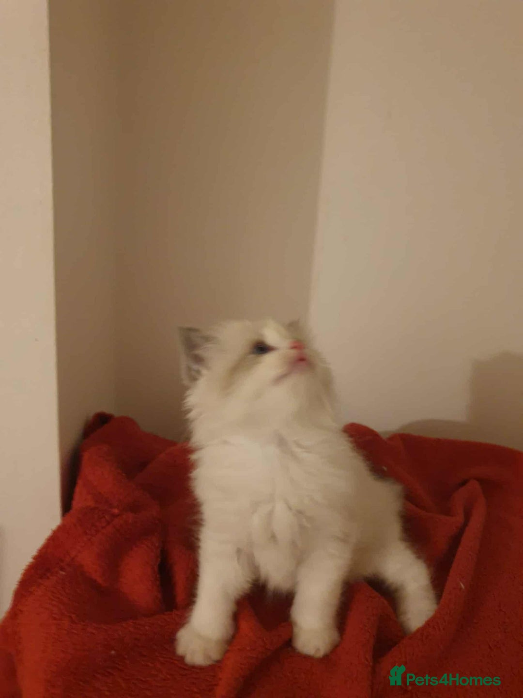 Ragdoll cats for sale: Ragdoll kittens  - Image 3