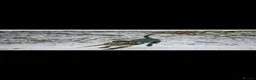 Labrador Retriever dogs for sale: Ready now Labrador puppies  - Advert 15