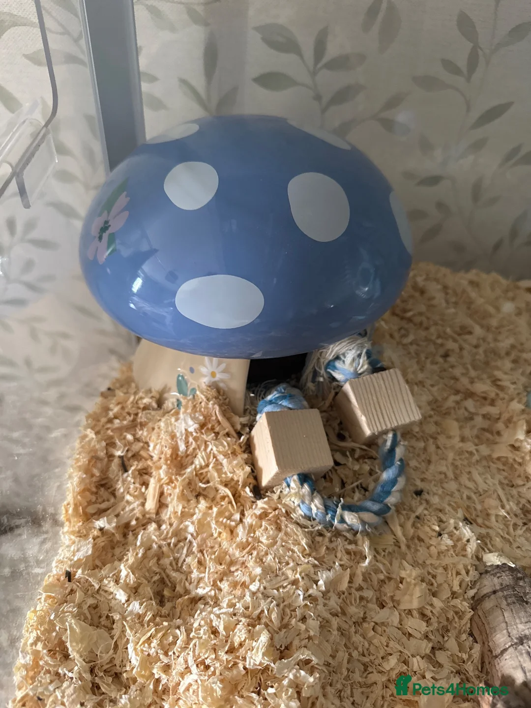 Hamster rodents for sale: syrian hamster with bucatstate cage &accesories  - Advert 2