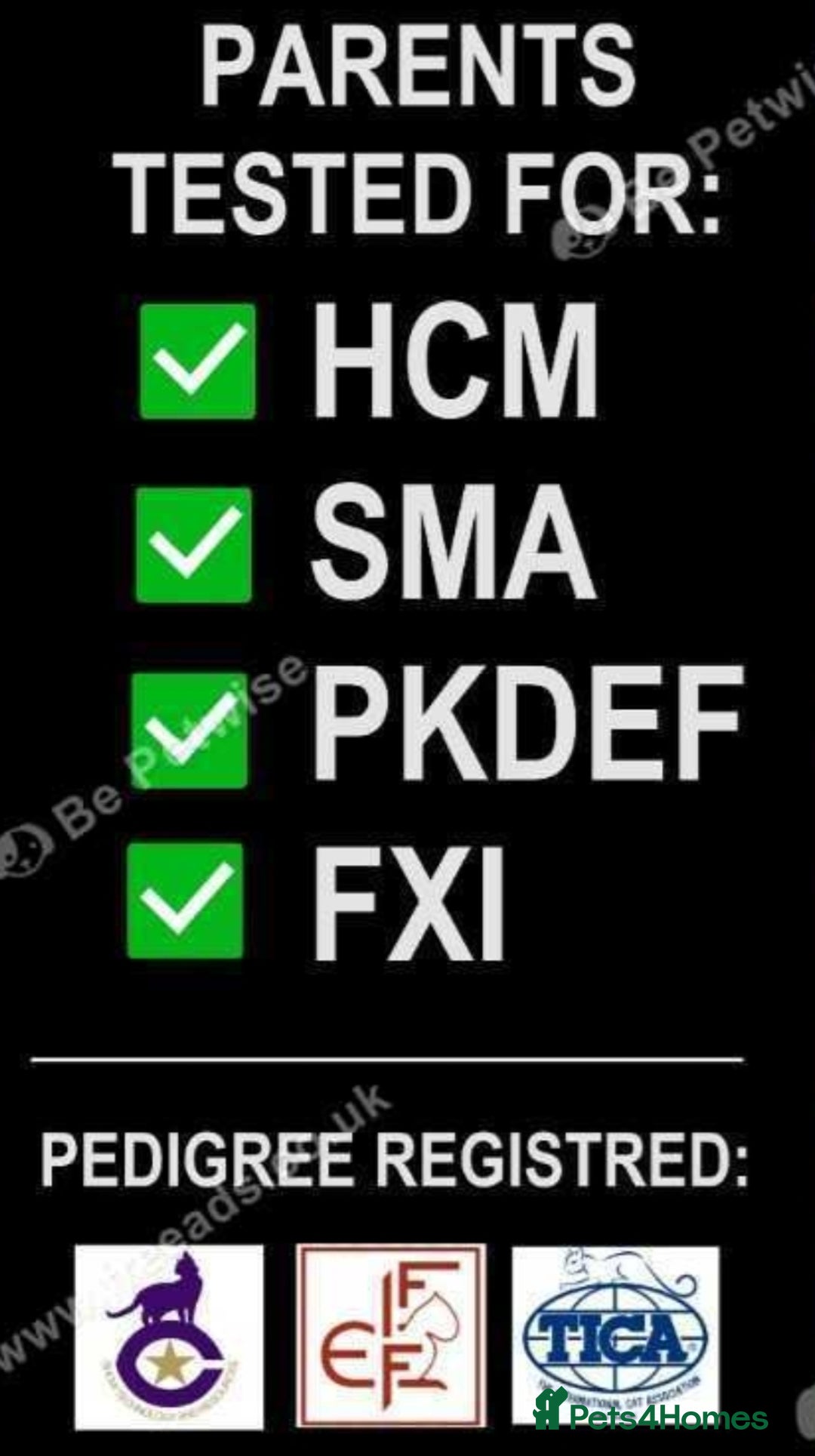 Maine Coon cats for sale: ✨✨ POLLYDACTYL MC  TiCA REG - Advert 16