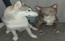 Mixed Breed dogs for sale: American Bulldog x Siberian Husky - Image 22