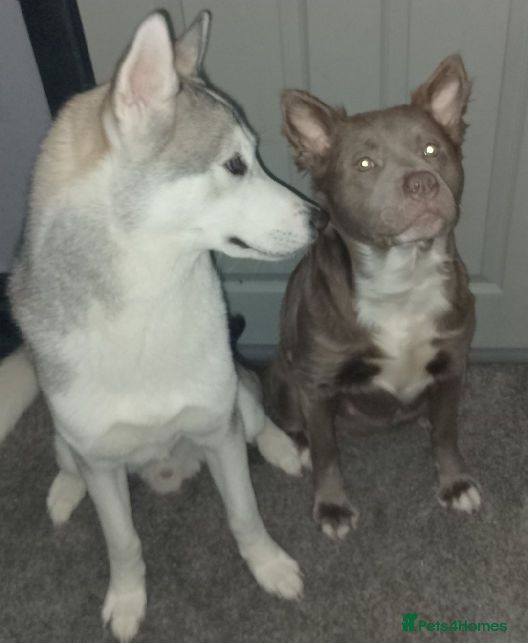 Mixed Breed dogs for sale: American Bulldog x Siberian Husky - Image 22