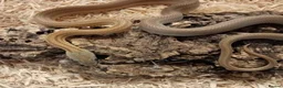 Corn Snake reptiles for sale: Beautiful, Captive-Bred Corn Snakes - Advert 12