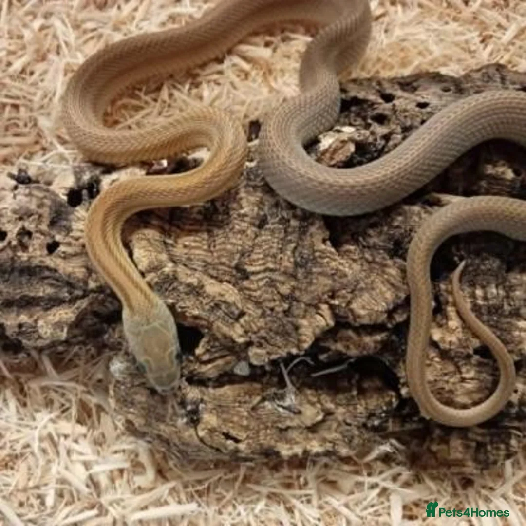 Corn Snake reptiles for sale: Beautiful, Captive-Bred Corn Snakes - Advert 12