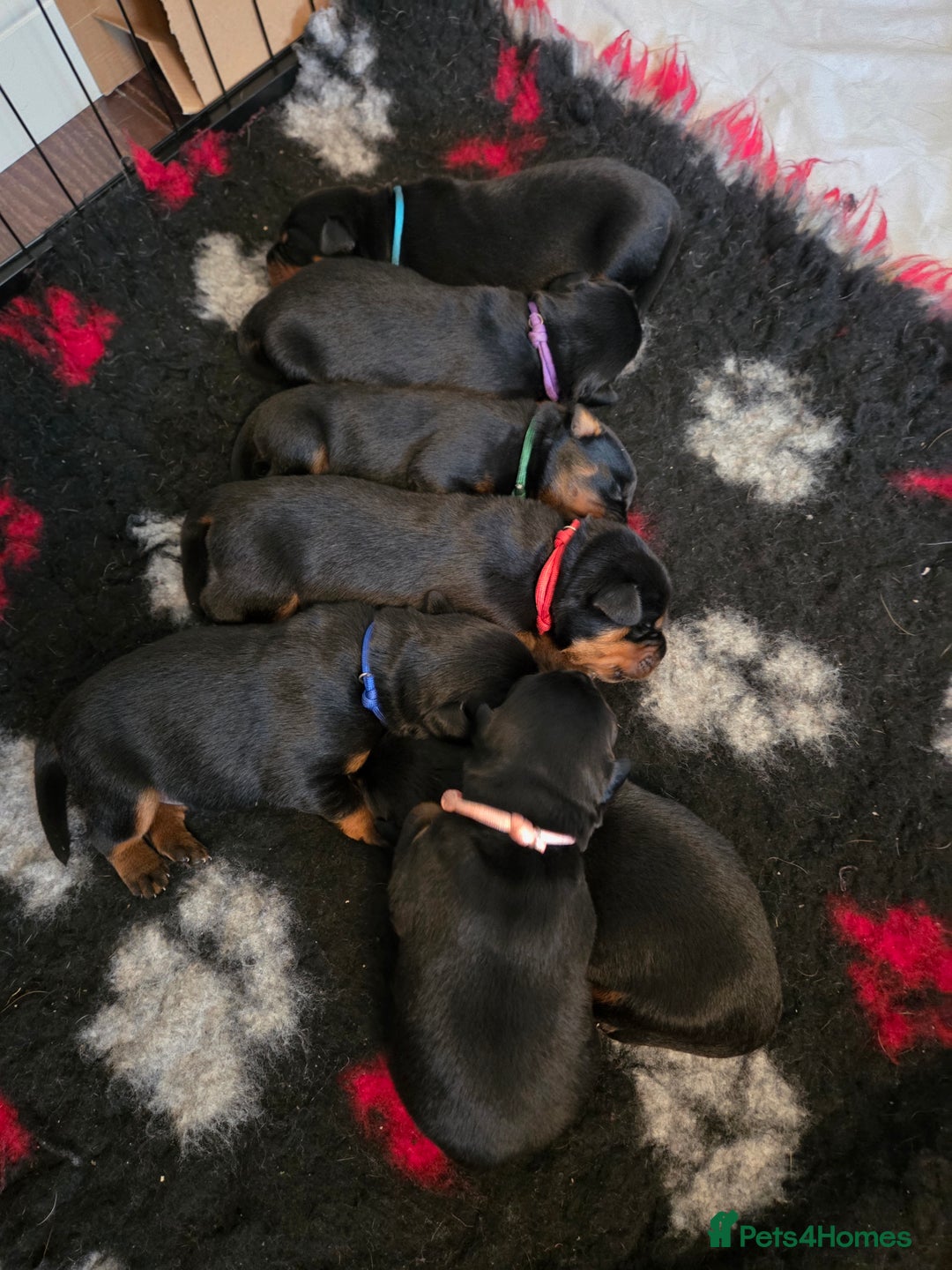 Rottweiler dogs for sale: KC & Fully Health Tested Rottweiler Puppies - Image 4