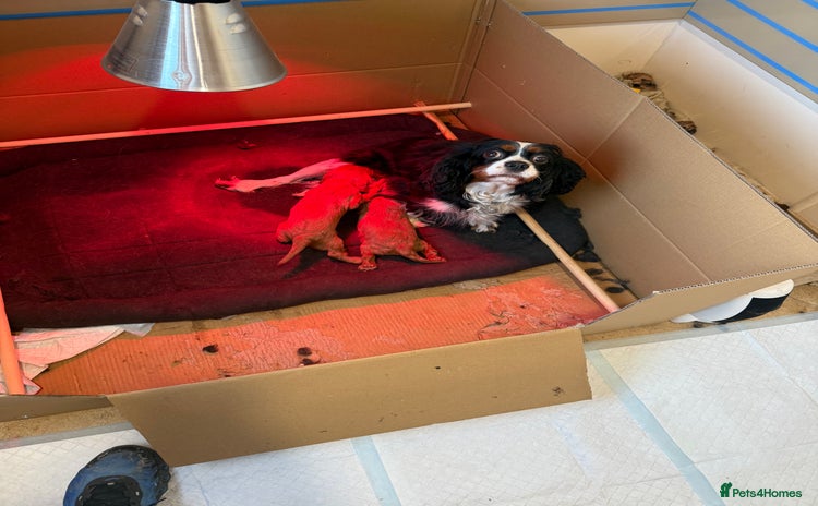 Cavalier King Charles Spaniel dogs Kc fox red Cavalier King Charles - Advert 1