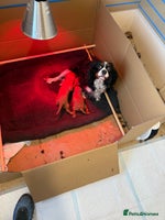 Cavalier King Charles Spaniel dogs Kc fox red Cavalier King Charles - Advert 16