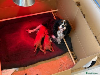 Cavalier King Charles Spaniel dogs Kc fox red Cavalier King Charles - Advert 6