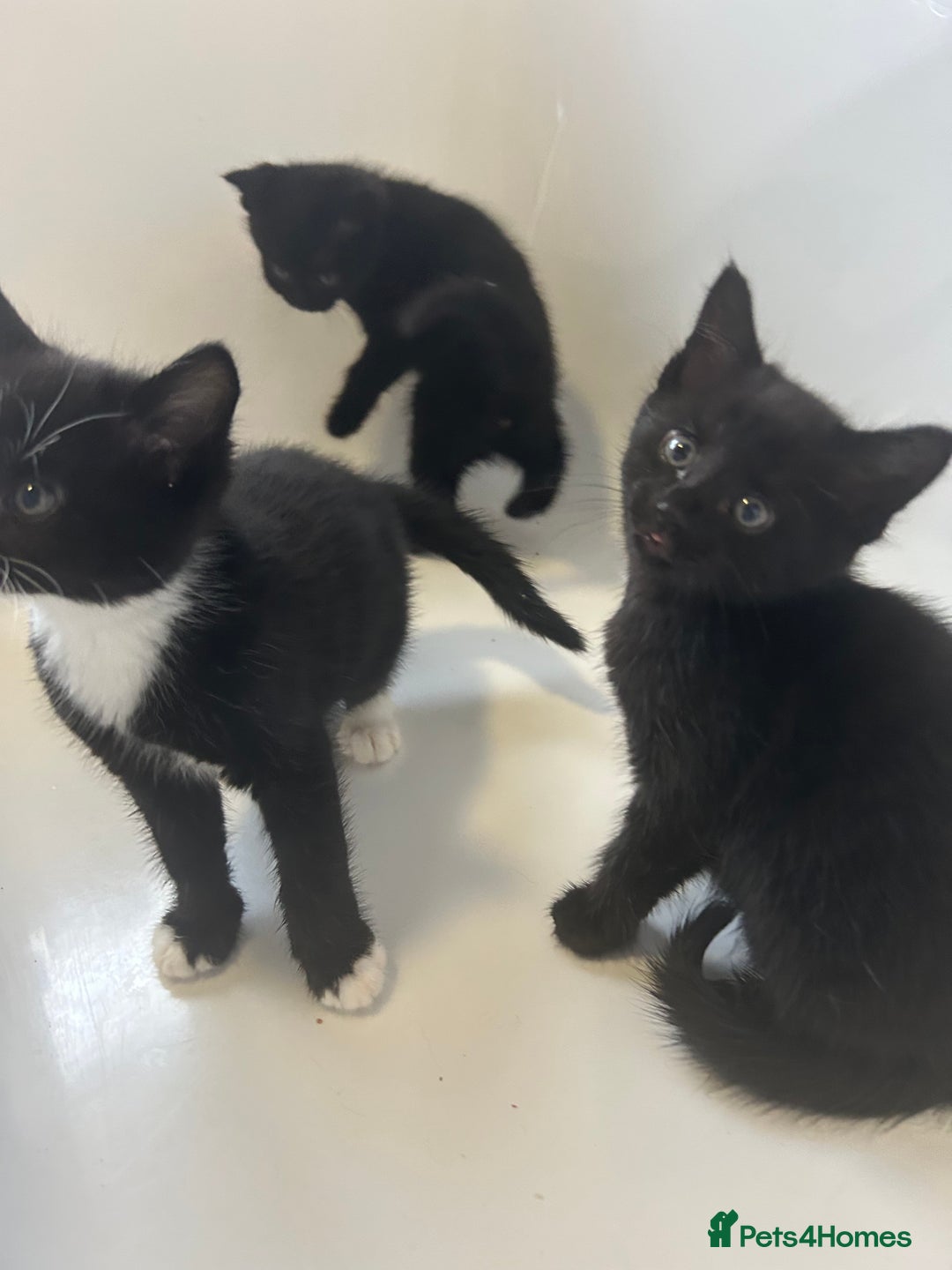 Mixed Breed cats for sale: 4 kittens looking for their forever home  - Advert 14
