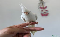 Cockatiels birds for sale: BEAUTIFUL BABY HAND REARED COCKATIEL / BIRDS  in Liverpool - Image 4