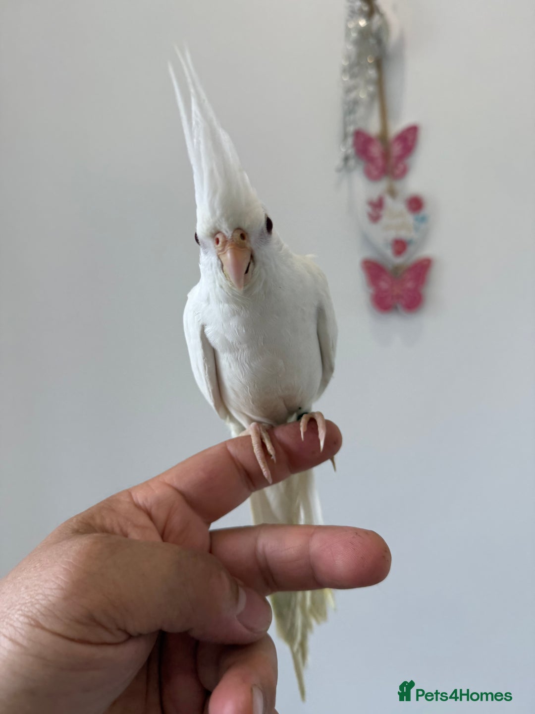 Cockatiels birds for sale: BEAUTIFUL BABY HAND REARED COCKATIEL / BIRDS  in Liverpool - Image 4