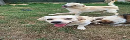 Mixed Breed dogs for adoption: Toby for adoption in Uxbridge - Advert 4