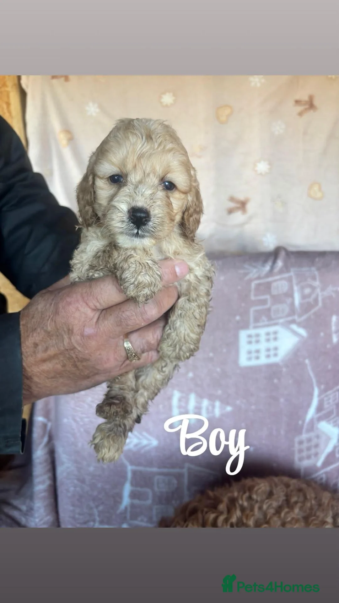 Cockapoo dogs for sale: Cockapoo puppies - Advert 2