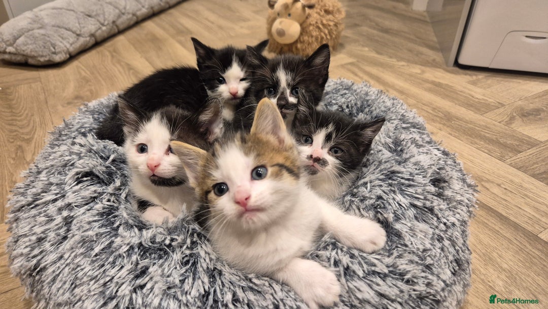 Mixed Breed cats for sale: 5 lovely kittens - Advert 3