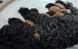 Toy Poodle dogs for sale: Toy Poodle  - Image 1