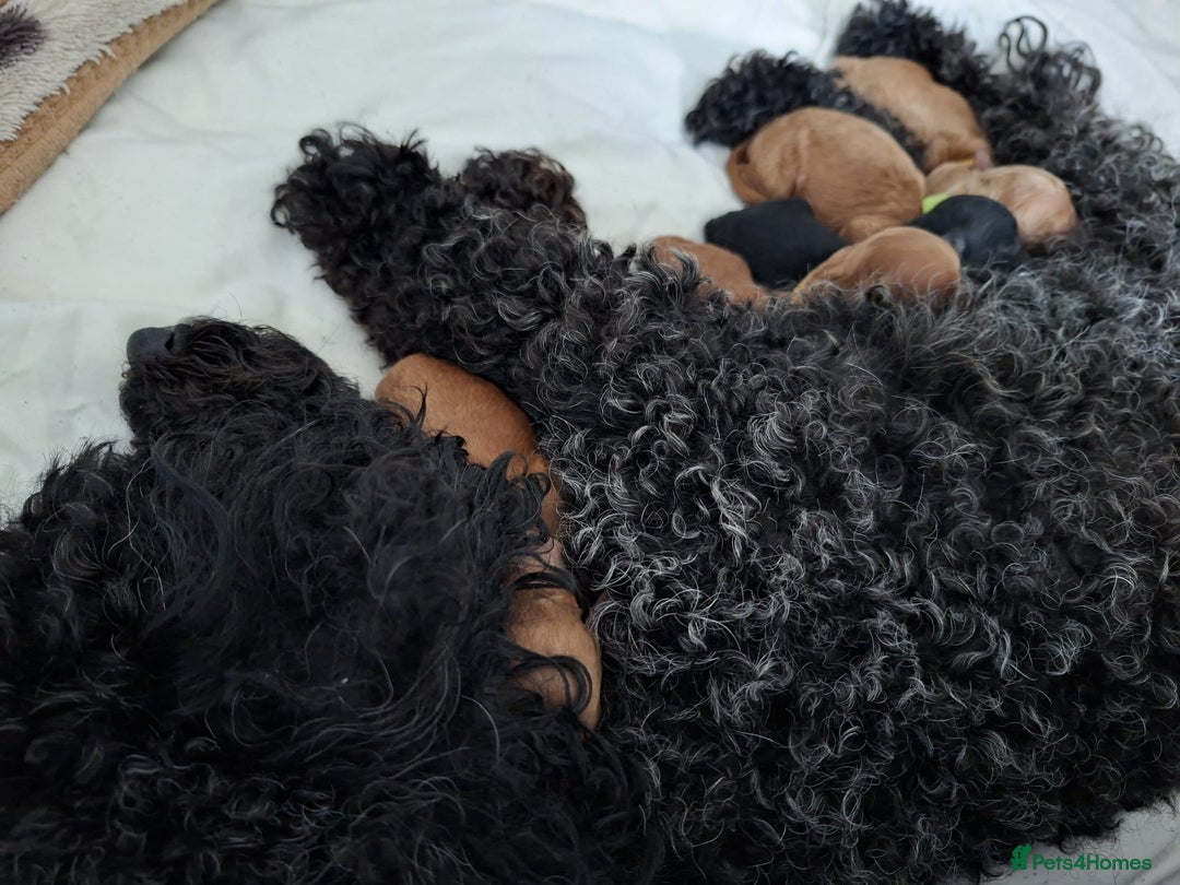 Toy Poodle dogs for sale: Toy Poodle  - Image 1