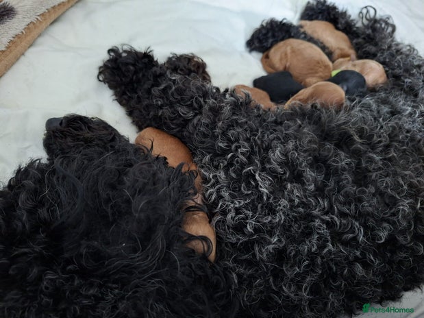 Toy Poodle dogs - Advert 1