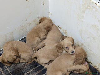 Cocker Spaniel dogs Adorable Working-Type Cocker Spaniel puppies - Advert 16