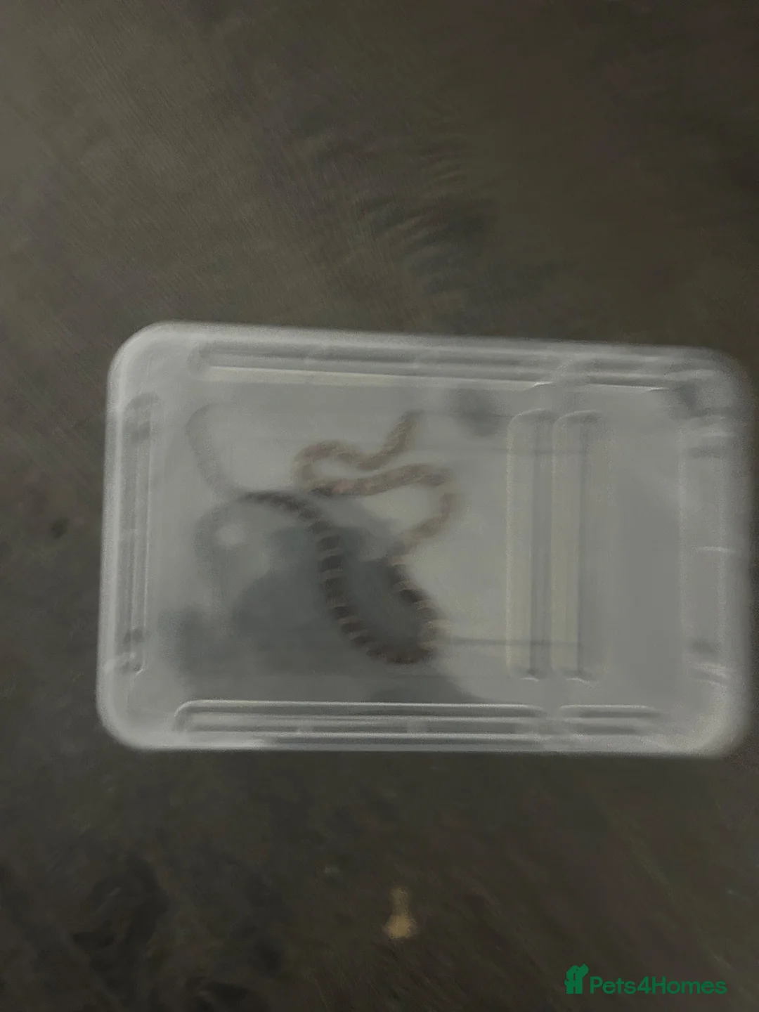 Corn Snake reptiles for sale: 2 3 week old corn snakes - Advert 2