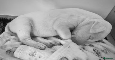 English Bull Terrier dogs - Advert 5