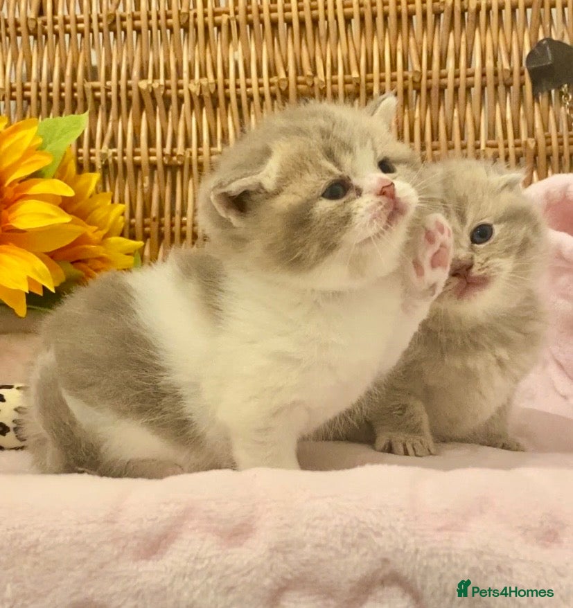 Scottish Fold cats 🧸EXTREMELY RARE CHAMP LINE FAWN SCOTTISH/BSH 😻🧸 - Advert 5