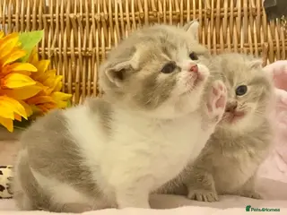 Scottish Fold cats 🧸EXTREMELY RARE CHAMP LINE FAWN SCOTTISH/BSH 😻🧸 - Advert 5