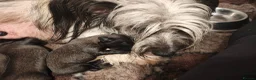 Skye Terrier dogs for sale: Two Beautiful Skye Terrier Puppies  - Advert 16
