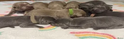 Labrador Retriever dogs for sale: Stunning Silver/Charcoal Labrador pups - Advert 3