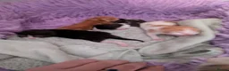 Mixed Breed cats for sale: Beautiful domestic x ragdoll kittens - Advert 3