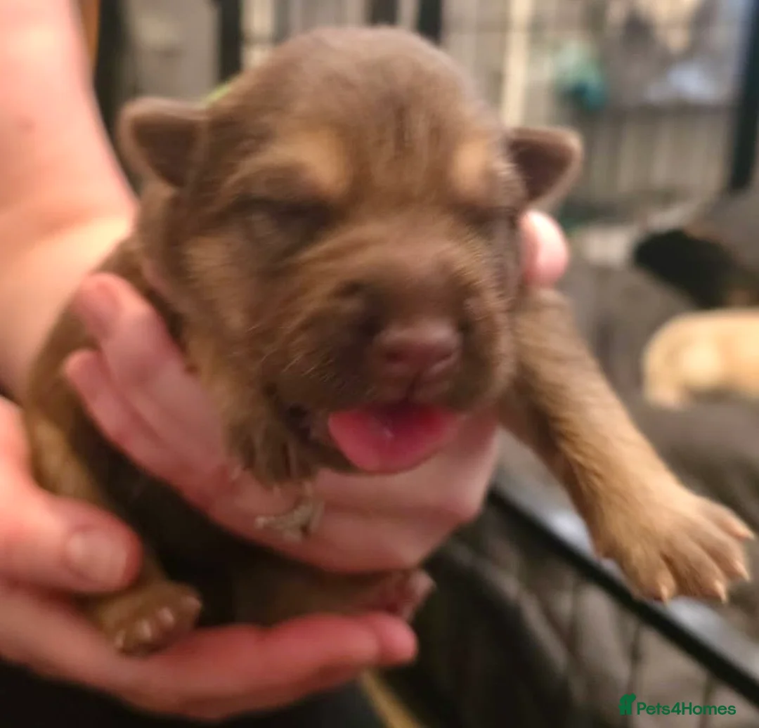 Mixed Breed dogs for sale: German Shepherd X Alaskan Shepherd  - Advert 9