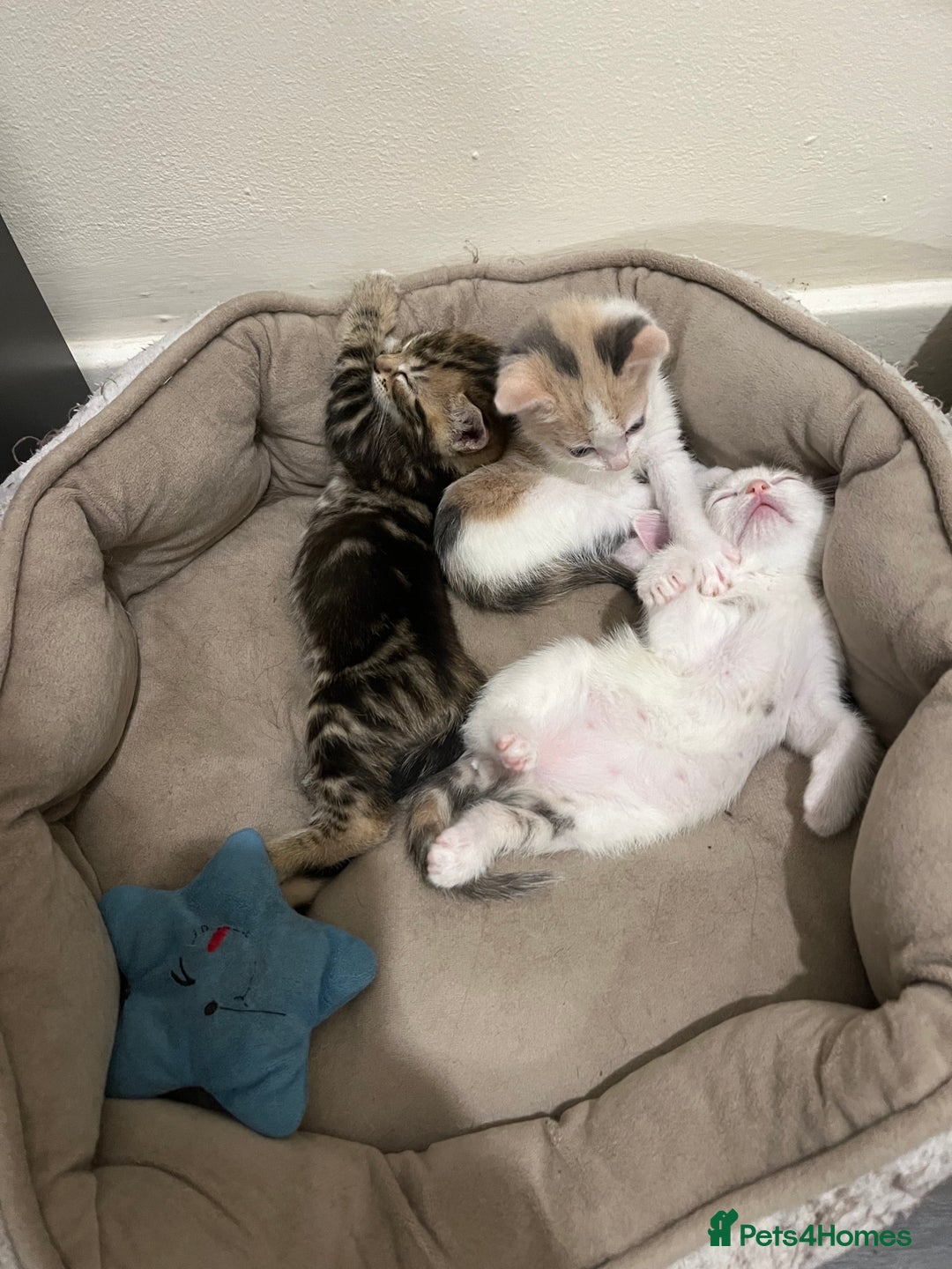 Mixed Breed cats for sale: Kittens for sale - Advert 3