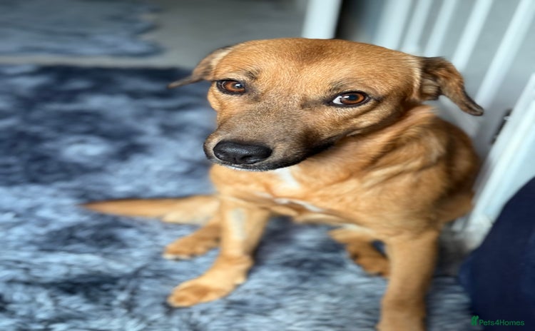 Mixed Breed dogs - Advert 16