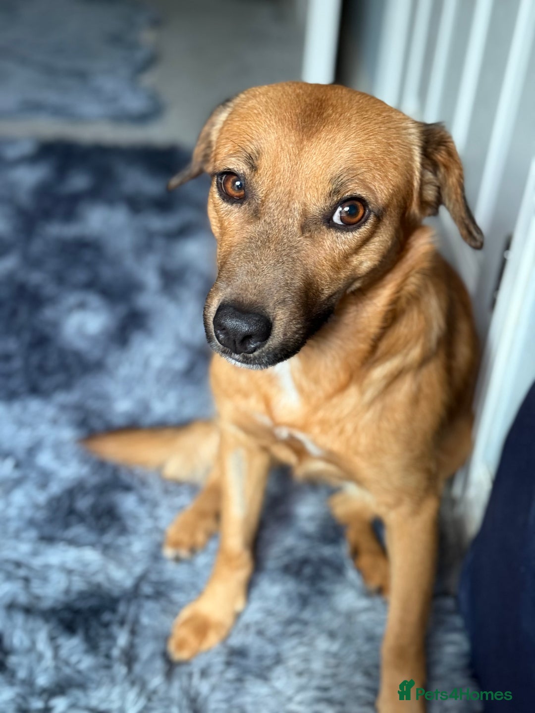 Mixed Breed dogs for adoption: Cute Marshall looking for LOVE - Image 1