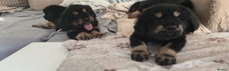 Tibetan Mastiff dogs for sale: Tibetan mastiff puppies  - Advert 13