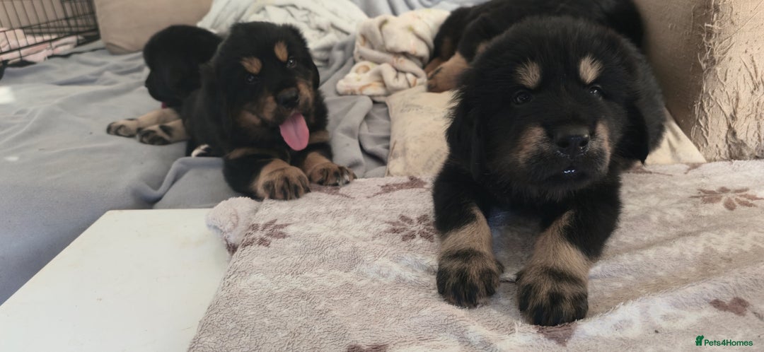 Tibetan Mastiff dogs for sale: Tibetan mastiff puppies  - Advert 13