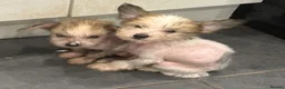 Chinese Crested dogs for sale: Hairless Chinese Cresteds  - Advert 16