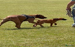 Rhodesian Ridgeback dogs for sale: Ridgeless Rhodesian Ridgeback Puppies For Sale - Image 2