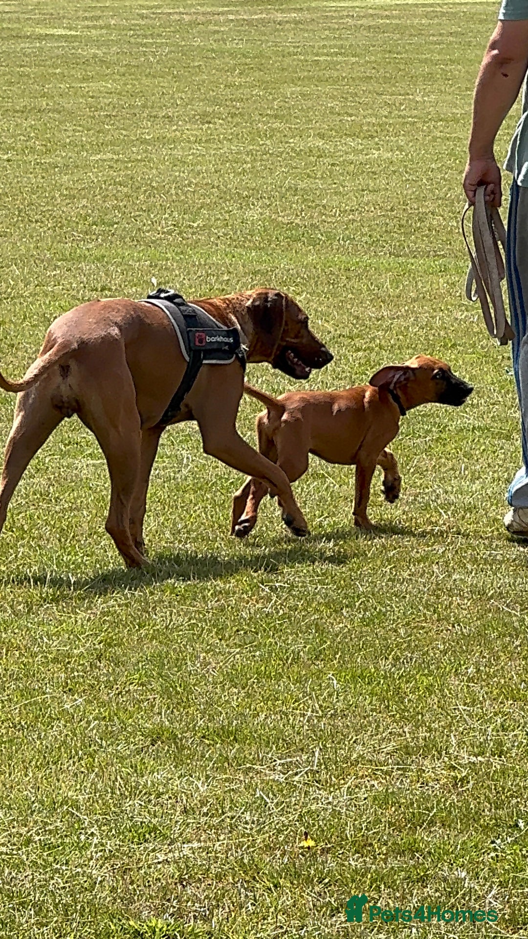 Rhodesian Ridgeback dogs for sale: Ridgeless Rhodesian Ridgeback Puppies For Sale - Image 2