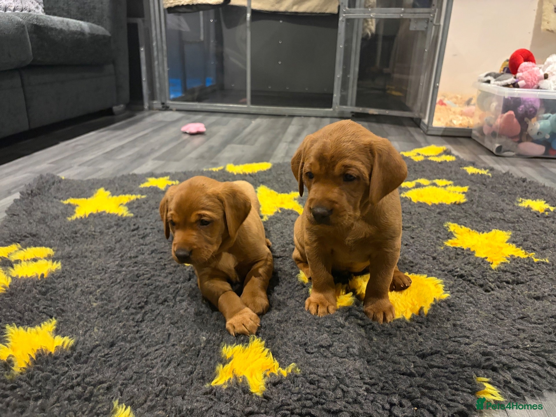 Labrador Retriever dogs 🐶 KC REGISTERED LABRADOR PUPPIES 🐶 - Advert 1