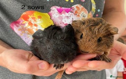 Guinea Pig rodents for sale: 🩷2 GIRL baby guinea pigs ready to leave 🩷  - Image 7