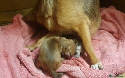 Chihuahua dogs for sale: Beautiful chihuahua puppies  - Image 6