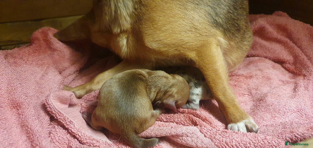 Chihuahua dogs for sale: Beautiful chihuahua puppies  - Image 6