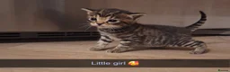 Bengal cats for sale: Gorgeous bengal mix babies just 1 left!! - Advert 3