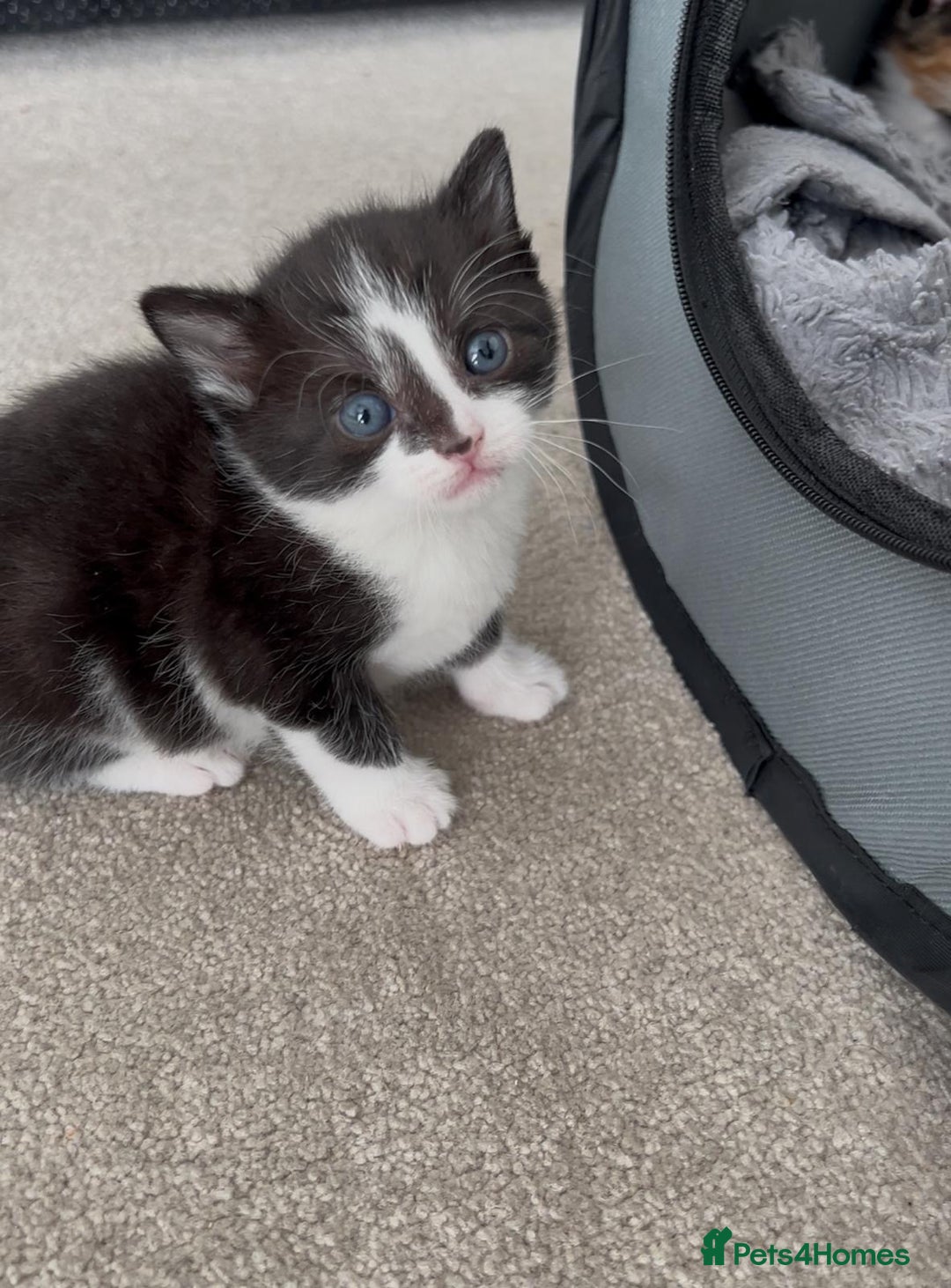 Mixed Breed cats for sale: Cute kittens  - Advert 1