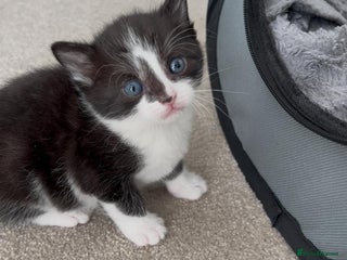 Mixed Breed cats for sale: Cute kittens - Advert 1