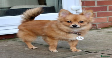 Pomeranian dogs - Advert 1