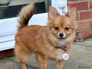 Pomeranian dogs - Advert 21