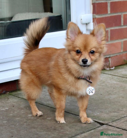 Pomeranian dogs - Advert 1